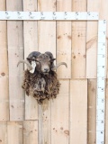 Arapawa Ram Sheep Shoulder Mount Taxidermy