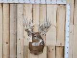 MONSTER 300 Class Whitetail Shoulder Mount Taxidermy