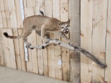Mountain Lion Cougar Full Body Taxidermy Mount