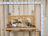 2 Pine Martens Full Body Taxidermy Mount