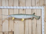 Long Nose Gar Real Skin Fish Taxidermy