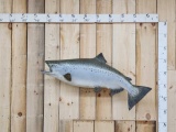 Reproduction King Salmon Fish Taxidermy