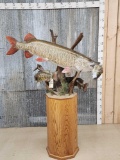 Spectacular Tiger Muskie With Smallmouth Bass Reproduction Fish Taxidermy