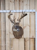 200 Class Whitetail Shoulder Mount Taxidermy