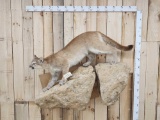 Mountain Lion Cougar Full Body Taxidermy Mount