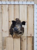 Russian Boar Shoulder Mount Taxidermy
