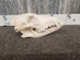 Canadian Wolf Skull Taxidermy