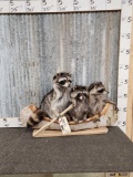 3 Raccoons In A Birch Bark Canoe Taxidermy