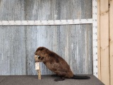 Big Beaver Chewing On A Stick Taxidermy