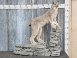 Lynx Full Body Taxidermy Mount