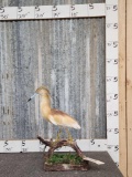 Squacco Heron Full Body Bird Taxidermy