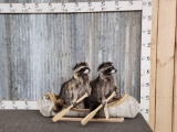 2 Raccoons In A Birch Bark Canoe Taxidermy