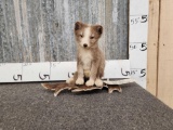 Baby Ranch Fox Kit Full Body Taxidermy Mount