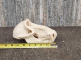 Nice African Baboon Skull Taxidermy