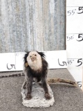 Geoffroys Marmoset Monkey Full Body Taxidermy Mount