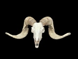 Beautiful Texas Dall /Ram/Sheep skull Taxidermy Oddities