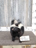 Skunk Full Body Taxidermy Mount