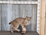 Bobcat Full Body Taxidermy Mount