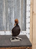 Red Crested Pochard Full Body Bird Taxidermy