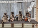 Raccoon Playing Guitar Taxidermy