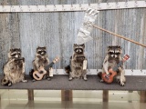 Raccoon Playing Harmonica Taxidermy