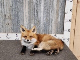 Red Fox Laying Down Taxidermy