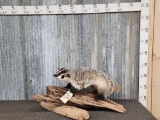 Badger Full Body Taxidermy Mount
