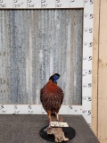 Temminick Tragopan Pheasant Full Body Bird Taxidermy