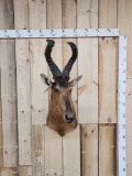 African Hartebeest Shoulder Mount Taxidermy