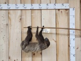 Two Toed Sloth Full Body Taxidermy Mount