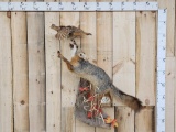 Grey Fox Leaping For A Grouse Full Body Taxidermy