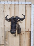 African White Bearded Gnu