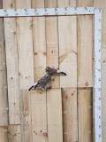 Pair Of Eurasian Jay Birds Full Body Bird Taxidermy