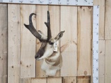 Pronghorn Antelope Shoulder Mount Taxidermy