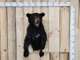 Black Bear Half Body Taxidermy Mount