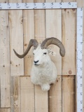 Alaskan Dall Sheep Shoulder Mount Taxidermy