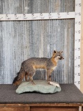 Grey Fox Full Body Taxidermy Mount