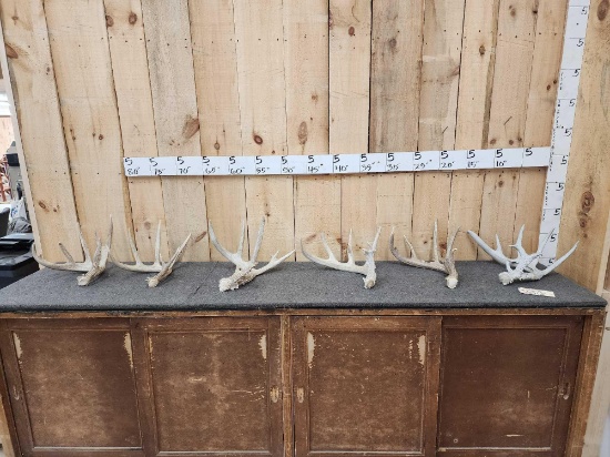 Group Of 6 Whitetail Shed Antlers