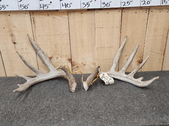 6x6 Whitetail Shed Antlers