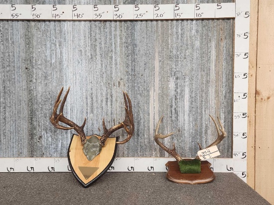 2 Sets Of Whitetail Antlers On Plaques