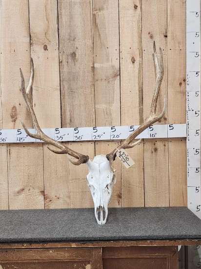 6x5 Elk Antlers On Skull