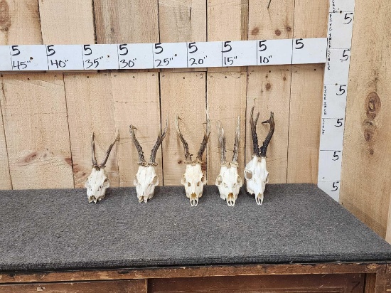 5 Roe Deer Skulls Antler Taxidermy
