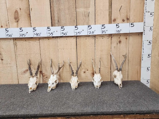 5 Roe Deer Skulls Antler Taxidermy