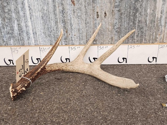 4 Point Wild Whitetail Shed Antler