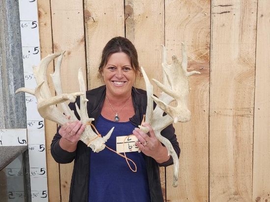 Big Heavy Nontypical Whitetail Shed Antlers