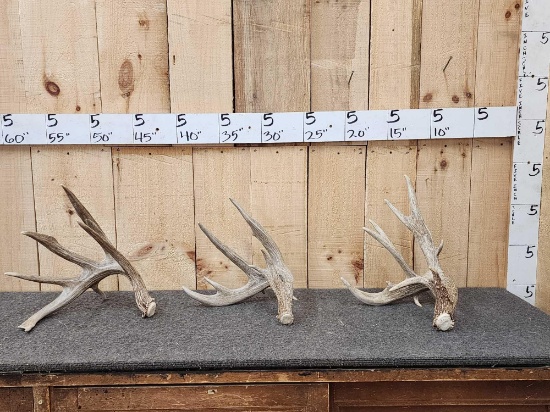 3 Big Whitetail Shed Antlers
