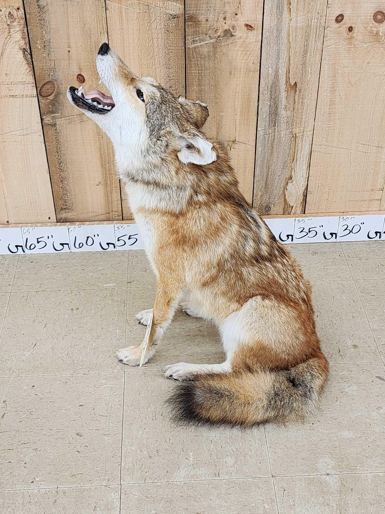 Coyote Catching A Bird Full Body Taxidermy Mount