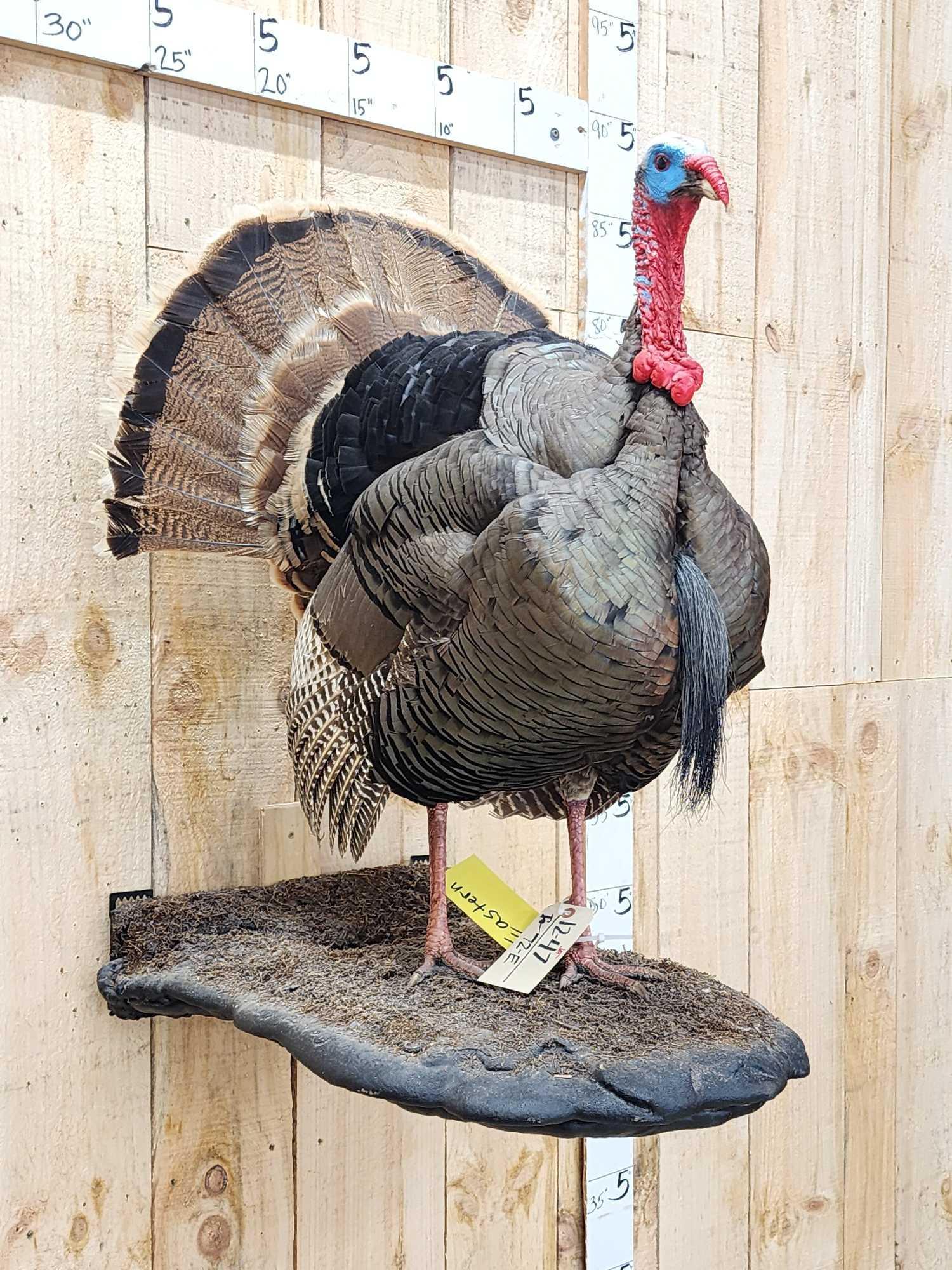 An adult Eastern Wild Turkey tom is winging its way over a