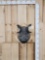 African Warthog Shoulder Mount Taxidermy