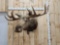 Big Moose Shoulder Mount Taxidermy